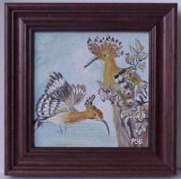 Hoopoe