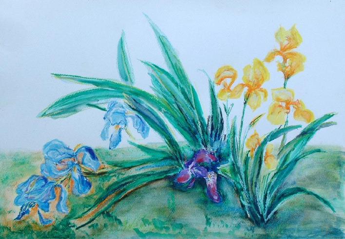 Irises in the garden