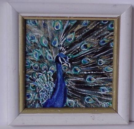 Pavone. (Pavo cristatus)